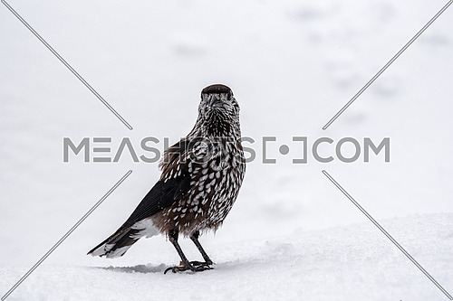 Spotted Nutcracker (Nucifraga caryocatactes) in winter forest.Wildlife photo
