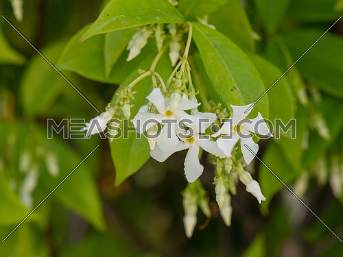Beautiful blooming jasmine branch with white flowers at sunlight in summer sunny day