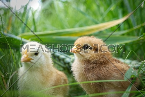 Two cute baby chicks viewed at ground level in greenery and grass outdoors in a field or garden