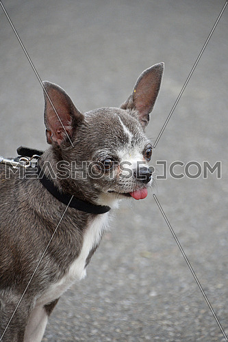 Close up portrait of one cute grey Chihuahua little dog on a leash breathing with mouth open and tongue out, looking away, high angle view
