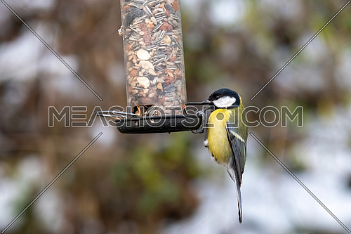Cute Great tit (Parus major) bird in yellow black color sitting on bird feeder