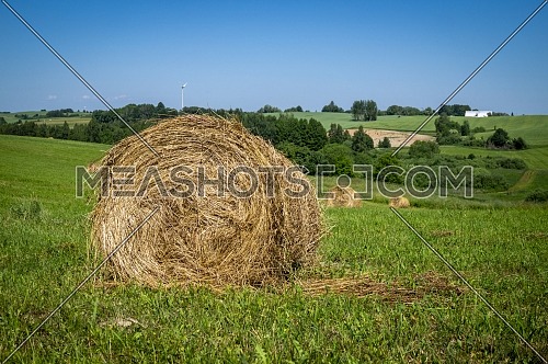 Grass hay in a green grassy land or pasture with trees in summer in a low angle view under a cloudy blue sky in an agricultural landscape