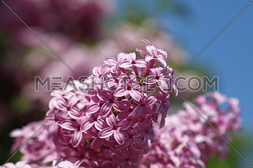Close up pink purple lilac flowers with fresh spring green leaves, low angle view