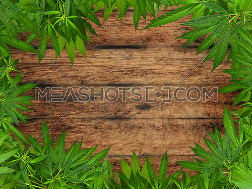 Close up border frame of fresh green cannabis or hemp leaves over background of brown weathered oak wood planks