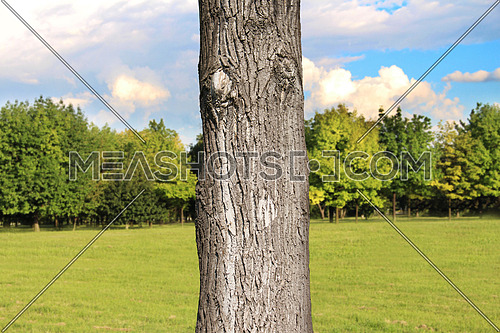Tree trunk close up in the Park