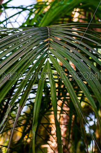 A close up on big tropical jungle leafs