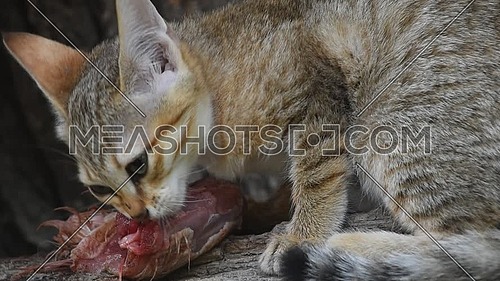 Close up side profile view of Arabian wildcat (or Gordon's wildcat, Felis silvestris gordoni) kitten eating raw chicken meat and looking at camera