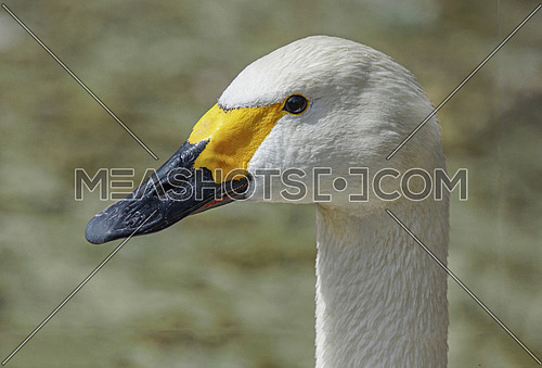 Bewicks Swan or Tundra Swan - Cygnus bewickii Closeup of head