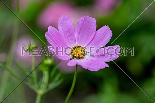 Summer meadow landscape with blooming Cosmos flower, close-up of summer Cosmos flower