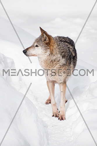 Close up full length portrait of one grey wolf standing in deep winter snow and looking away alerted, high angle front view