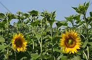 Two yellow sunflowers over green buds and blue sky