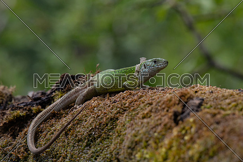 European green lizard (Lacerta viridis )in natural habitat, green lizard sunbathing.