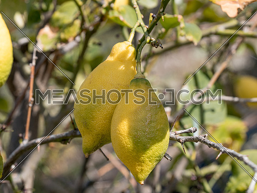 Lemon. Ripe Lemons hanging on a lemon tree. Growing Lemon