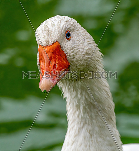 Domestic goose (Anser cygnoides domesticus) in profile. Domesticated grey goose, greylag goose or white goose portrait in nature
