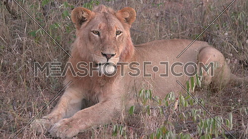View of a Lion resting on the ground