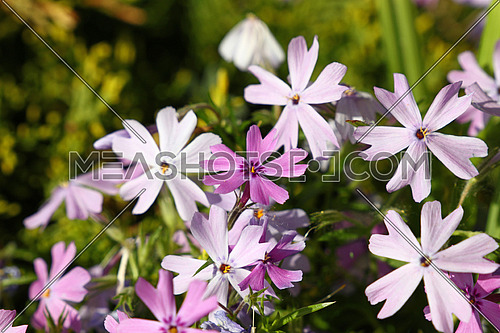 Purple pink meadow mallow flowers (Malva) close up in green grass