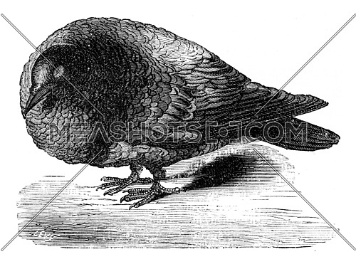 Pigeon after ablation of the cerebral lobes, vintage engraved illustration. Earth before man â 1886.