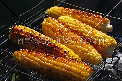 Cooking several fresh yellow brown golden corn cobs on open air barbecue grill, close up