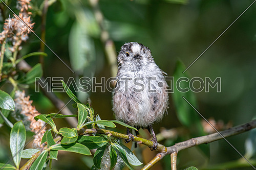 Long tailed Tit - Aegithalos caudatus sitting on the branch.Wildlife photo
