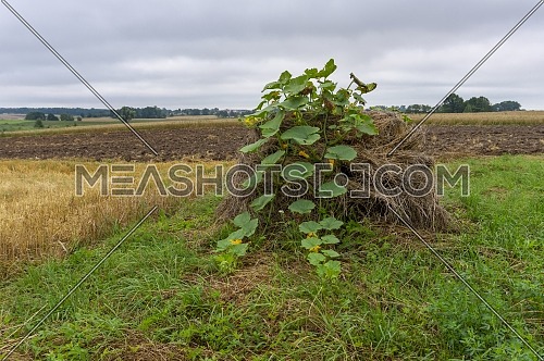 Old hay bale with the vine of a squash growing from the top alongside a wheat field in an agricultural landscape on a cloudy day