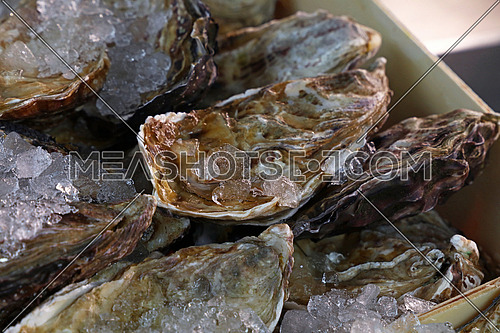 Fresh big raw oysters unopen in shells on crushed ice in wooden display box on fish market, close up