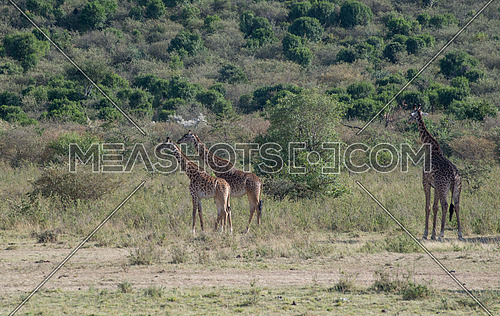 Girrafes in Masai mara national Reserve Kenya