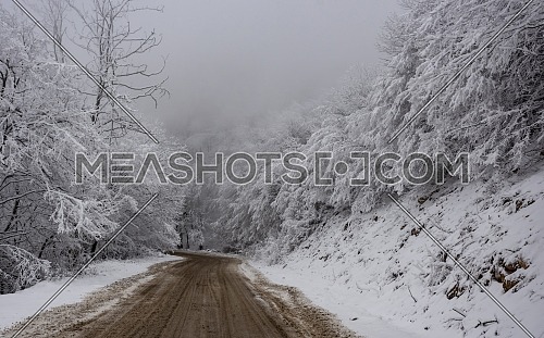 Winter nature. Winter forest landscape in early morning with frosty tree under winter snowfall.
