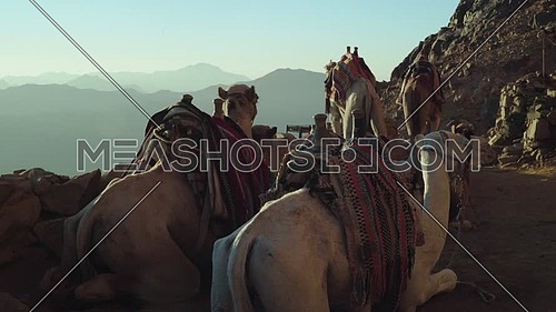 Mid- shot for camels setting in Camels rest area in Sinai Mountain at day.