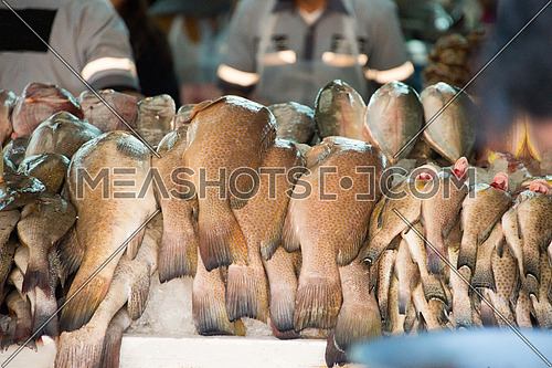 fish display in fish market dubai