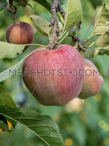 A group of sweet, fresh and organic apples grow on apple-tree branch with leaves under sunlight.  Fruits background