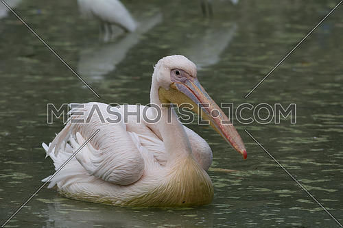 A Pelican in the water
