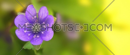 Blue Hepatica Nobilis in close-up, early blooming spring plants on yellow background. Long wide banner of greetings or holidays background with copy space