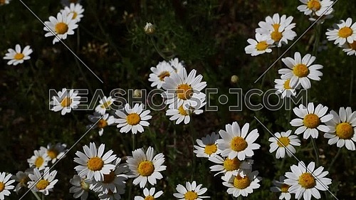 Close up wild white chamomile daisy (Matricaria) flowers shaking in the wind over dark green background, high angle view