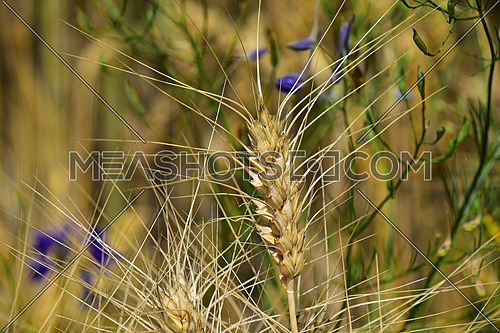 One ripe mature wheat ear head close up with other mature and green spikes and green plants with flowers on background