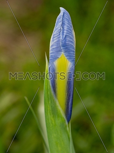 Close-up abstract image of purple iris flower(Iris douglasiana). Spring macro outdoor