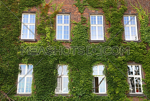 Windows of old mansion house on brick wall mantled with ivy, summer day