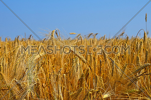 Field of golden ripe wheat or rye ears under clear blue sky, high angle view