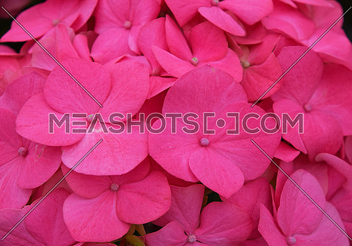 Close up fresh pink hydrangea or hortensia flowers