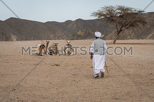 In the picture a Bedouin him walking towards his three camels seated waiting him near an acacia tree.