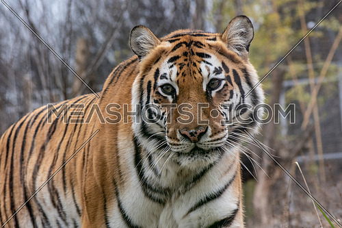 The Amur tiger (Panthera tigris tigris, formerly known as the Siberian tiger)