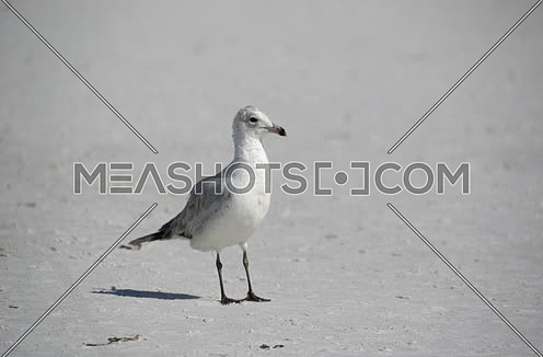 seagull on a sandy beach