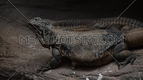 Close side profile portrait of couple of up two iguana or agama lizards crawling on rocks, high angle view