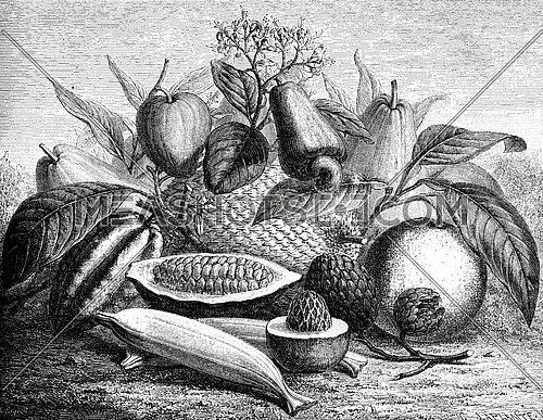Group of fruit, vintage engraved illustration. Le Tour du Monde, Travel Journal, (1872).