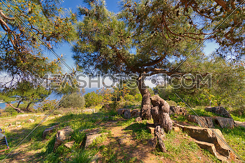 Spring meadow with green tree, grass, rocks and clear blue sky at the top of mountains of Buyukada island (Princes island), Istanbul, Turkey