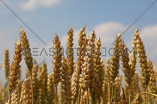 Close up field of green and ripe wheat or rye ears under clear blue sky, low angle view