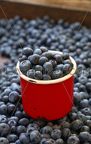 Fresh ripe blueberry berries heap in old vintage red enamel metal mug at retail farmers market stall, close up, high angle view