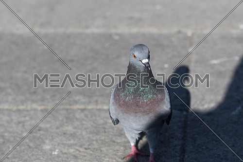 A grey Pigeon on a grey ground and its shadow