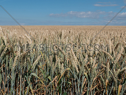Ripe wheat ears on the field before harvest