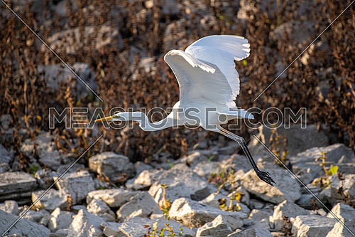 Great Egret(Ardea alba) Kerkini lake,Greece, Europe