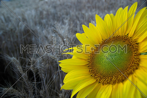 sunflower closeup with wheat in background        (NIKON D80; 6.7.2007; 1/100 at f/4; ISO 400; white balance: Auto; focal length: 20 mm)